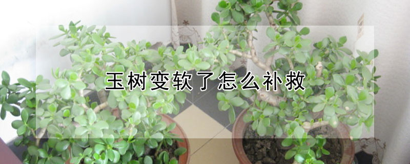 玉樹變軟了怎麼補救