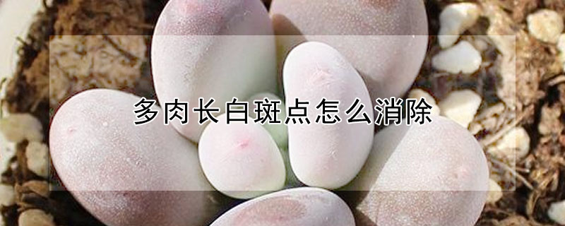 多肉長白斑點怎麼消除