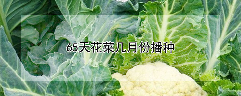 65天花菜幾月份播種