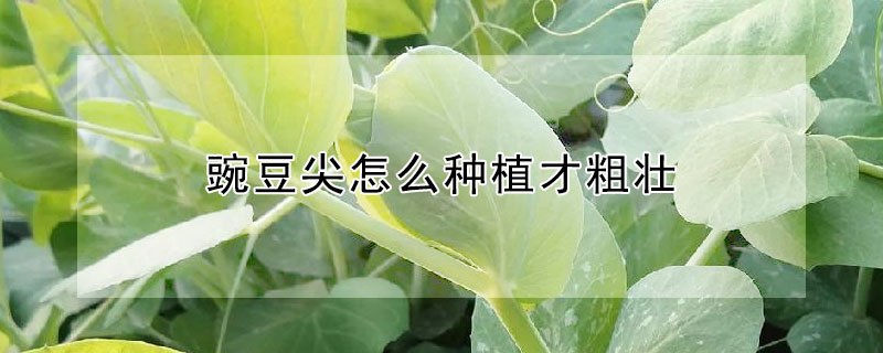 豌豆尖怎麼種植才粗壯