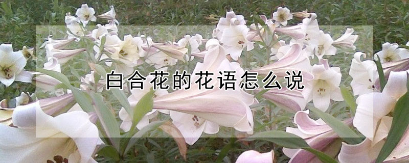 白合花的花語怎麼說