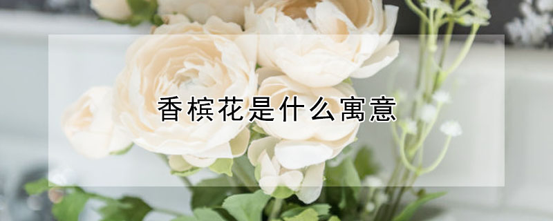 香檳花是什麼寓意