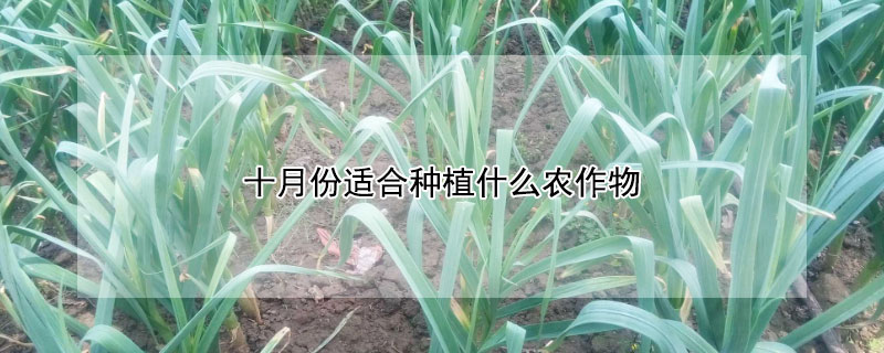 十月份適合種植什麼農作物