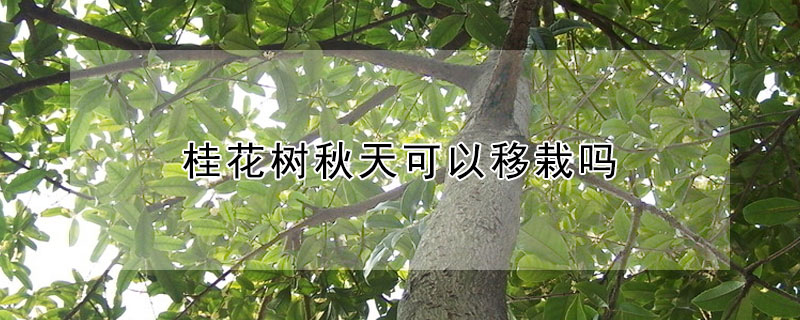 桂花樹秋天可以移栽嗎