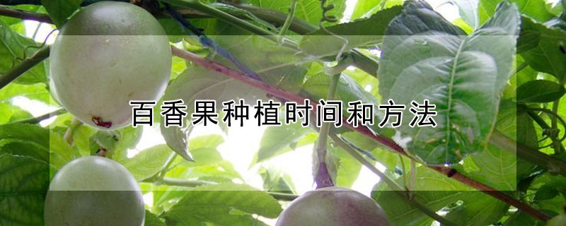 百香果種植時間和方法