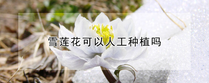 雪蓮花可以人工種植嗎