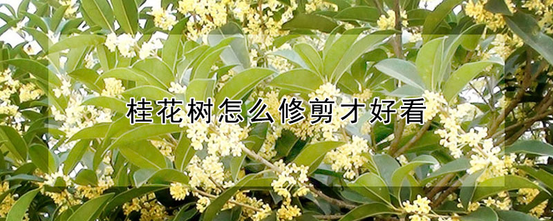 桂花樹怎麼修剪才好看