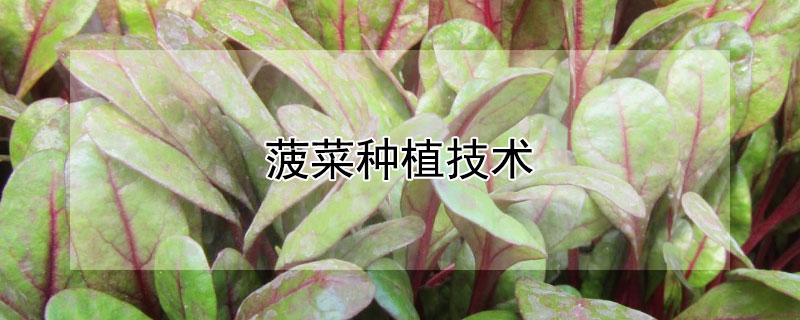 菠菜種植技術