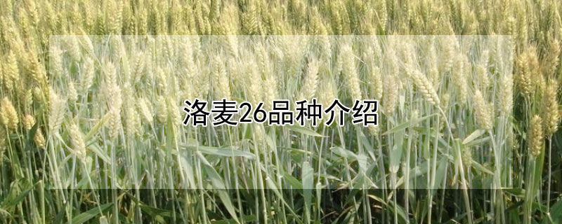 洛麥26品種介紹