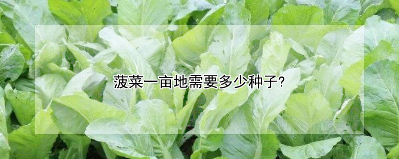 菠菜一畝地需要多少種子?