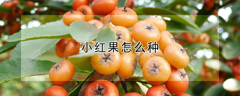 小紅果怎麼種