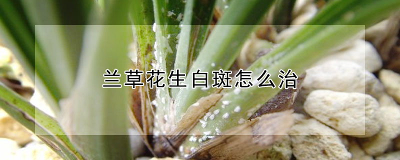 蘭草花生白斑怎麼治