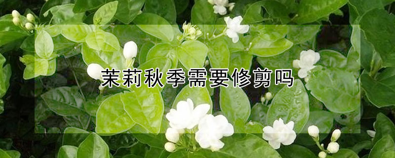 茉莉秋季需要修剪嗎