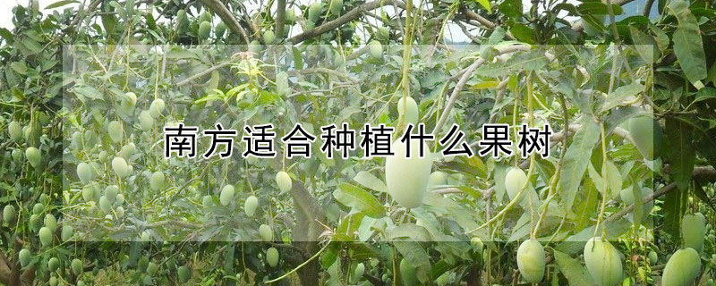 南方適合種植什麼果樹