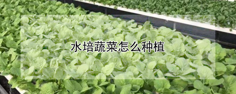 水培蔬菜怎麼種植