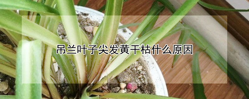 吊蘭葉子尖發黃幹枯什麼原因