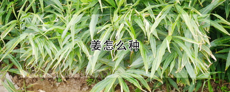 薑怎麼種