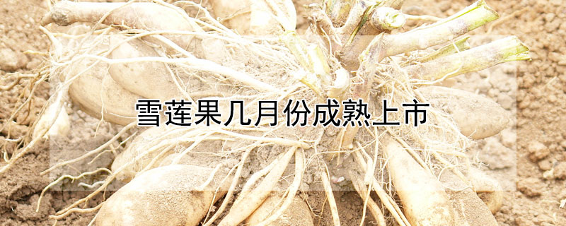 雪蓮果幾月份成熟上市