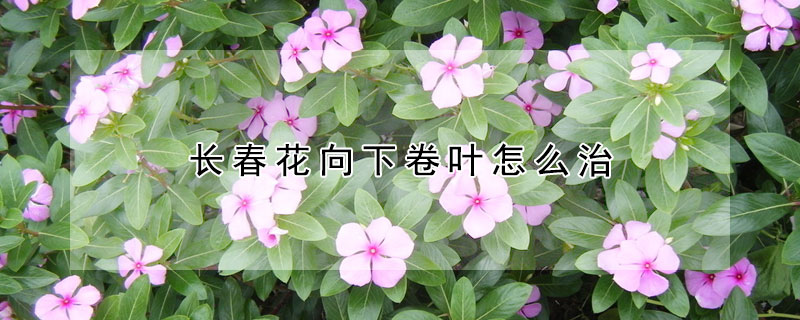 長春花向下卷葉怎麼治