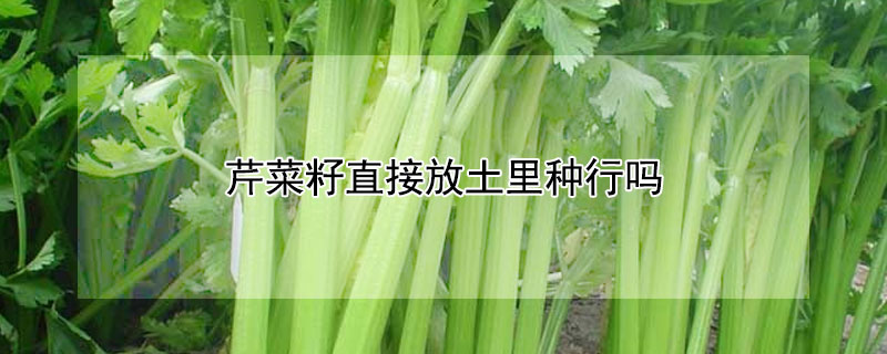 芹菜籽直接放土裏種行嗎