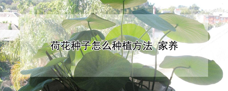 荷花種子怎麼種植方法 家養