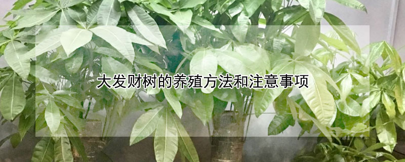 大發財樹的養殖方法和注意事項