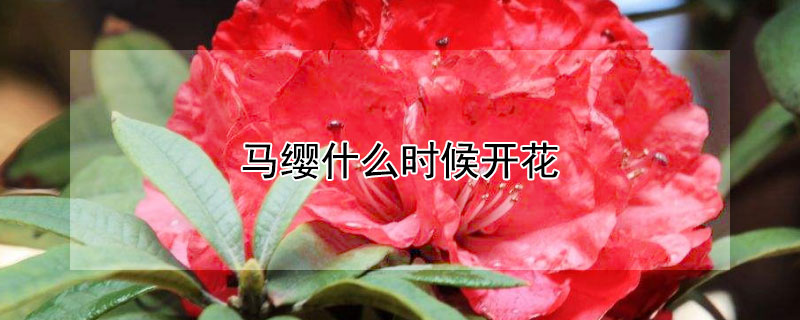 馬纓什麼時候開花