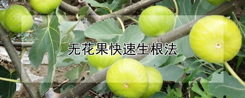 無花果快速生根法