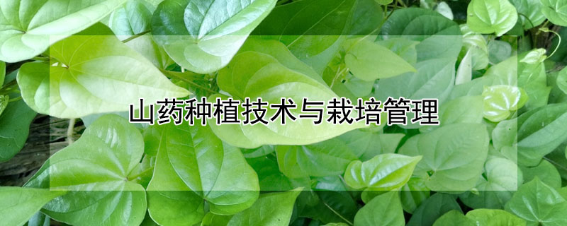 山藥種植技術與栽培管理