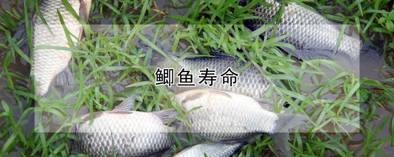 鯽魚壽命