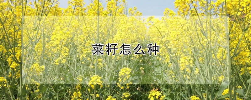 菜籽怎麼種