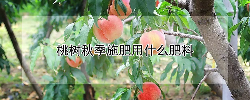 桃樹秋季施肥用什麼肥料