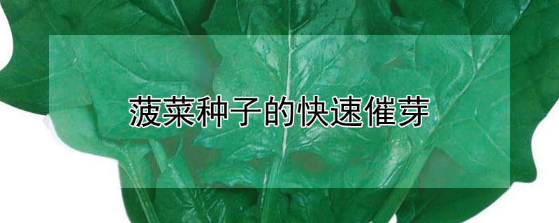 菠菜種子的快速催芽