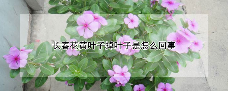 長春花黃葉子掉葉子是怎麼回事