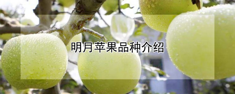 明月蘋果品種介紹