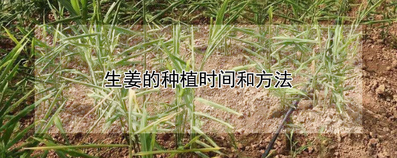 生薑的種植時間和方法