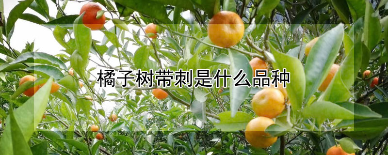 橘子樹帶刺是什麼品種