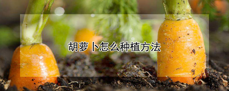 胡蘿卜怎麼種植方法