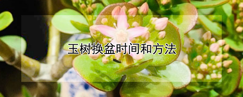 玉樹換盆時間和方法