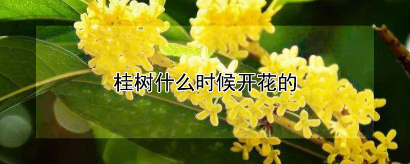 桂樹什麼時候開花的