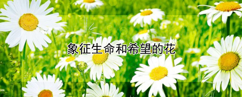 象征生命和希望的花