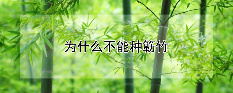 為什麼不能種簕竹