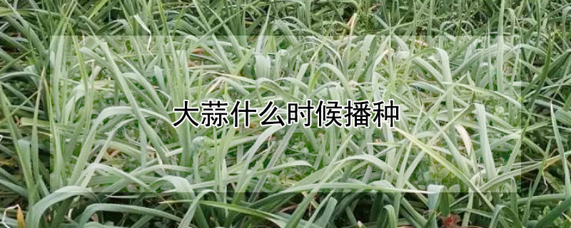 大蒜什麼時候播種