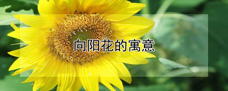 向陽花的寓意