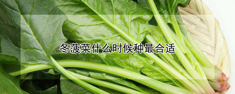 冬菠菜什麼時候種最合適