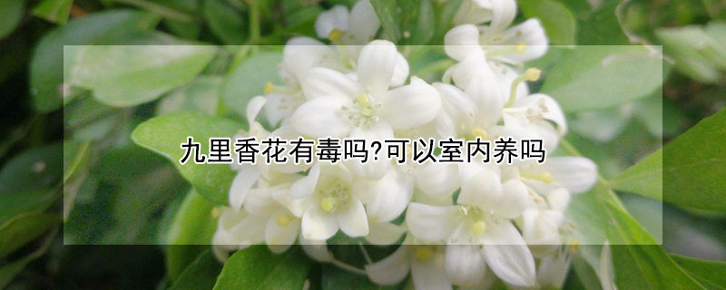 九裏香花有毒嗎?可以室內養嗎