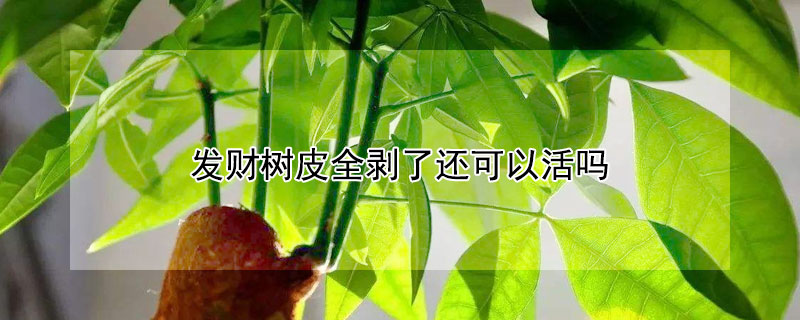 發財樹皮全剝了還可以活嗎