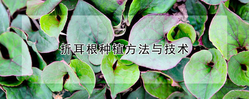 折耳根種植方法與技術