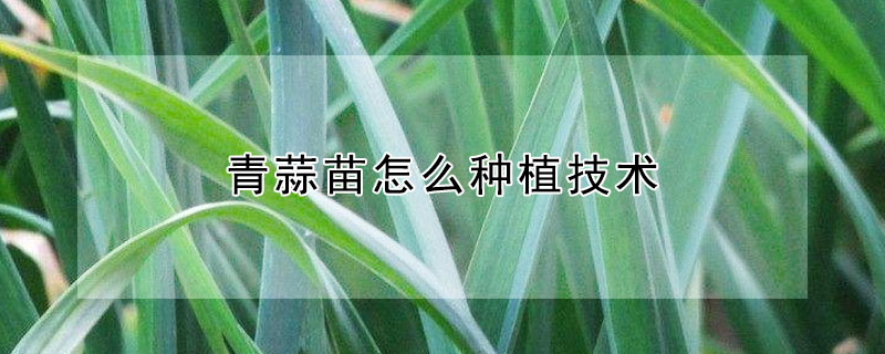 青蒜苗怎麼種植技術