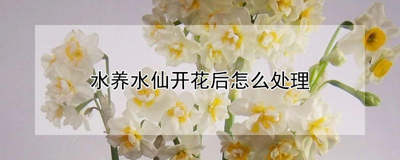 水養水仙開花後怎麼處理